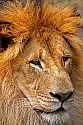 _MG_2016 male lion.jpg