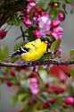 _MG_2590 male goldfinch.jpg