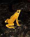 _MG_6351 panamanian golden frog.jpg