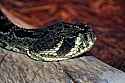 _MG_6396 eastern diamondback rattlesnake.jpg