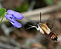 _MG_0239 hummingbird moth.jpg