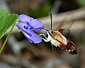 _MG_0241 hummingbird moth.jpg