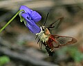 _MG_0248 hummingbird moth.jpg