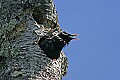 _MG_1456 grackle in woodpecker nest.jpg