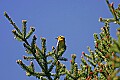 _MG_1509 blackburnian warbler 1.jpg