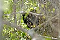 _MG_1570 bear cub peeks through brush.jpg