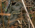 _MG_1995 garter snake.jpg