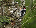 _MG_2166 male hairy woodpecker.jpg