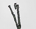 _MG_2170 male hairy woodpecker.jpg