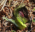 _MG_2173 skunk cabbage seed pod.jpg
