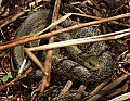 _MG_2180 garter snake.jpg