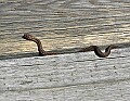 _MG_2187 garter snake.jpg