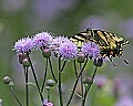 _MG_2483 swallowtail butterfly.jpg