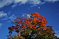 _MG_2511 fall color and moon-highland scenic highway.jpg