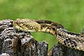 _MG_5777 timber rattlesnake.jpg