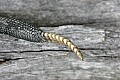 _MG_5809 rattlesnake rattle.psd