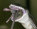 _MG_6384 black rat snake eating mouse.jpg