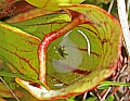 _MG_6539 pitcher plant and prey.jpg