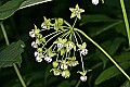 _MG_6612 milkweed.jpg