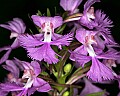 _MG_6671 purple fringed orchid.jpg