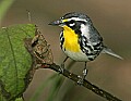 _MG_6894 yellow-throated warbler.jpg