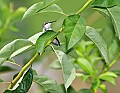 _MG_8386 immature male hummingbird.jpg