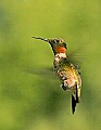 _MG_8431 male ruby-throated hummingbird.jpg