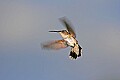 _MG_8514 hummingbird flying.jpg