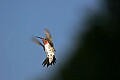 _MG_8613 male ruby-throated hummingbird.jpg
