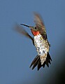 _MG_8613 ruby-throated hummingbird male 16x21.jpg