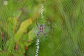 _MG_9327 spider in web.jpg
