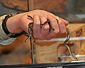_MG_9576 handful of garter snakes.jpg