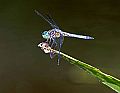 _MG_3828 dragonfly.jpg