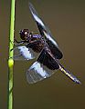 _MG_3833 dragonfly.jpg