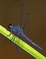 _MG_3847 dragonfly.jpg