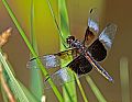 _MG_3858 dragonfly.jpg