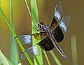 _MG_3861 dragonfly.jpg