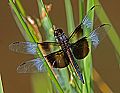 _MG_3864 dragonfly.jpg