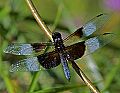 _MG_3868 dragonfly.jpg