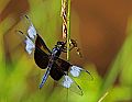 _MG_3870 dragonfly.jpg