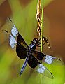 _MG_3872 dragonfly.jpg