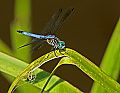 _MG_3909 dragonfly.jpg