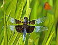 _MG_3918 dragonfly.jpg