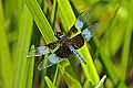 _MG_3958 dragonfly.jpg