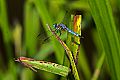 _MG_3970 dragonfly.jpg