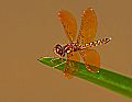 _MG_3977 dragonfly.jpg
