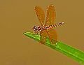 _MG_3987 dragonfly.jpg