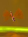 _MG_3993 dragonfly flying.jpg