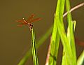 _MG_3999 dragonfly.jpg