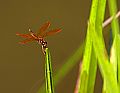 _MG_4000 dragonfly.jpg
